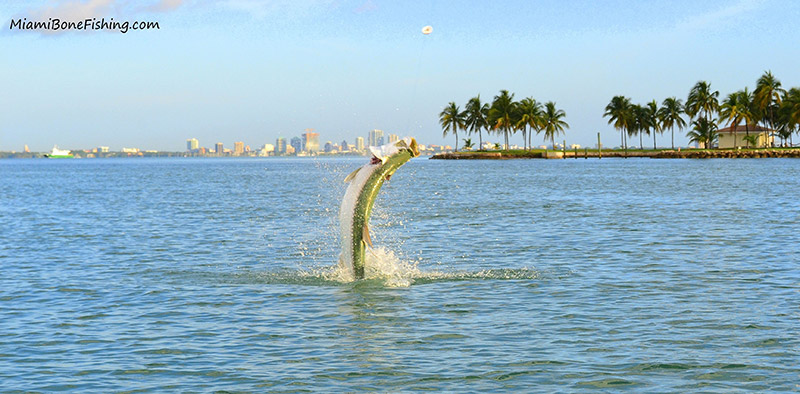 Miami Tarpon Charters