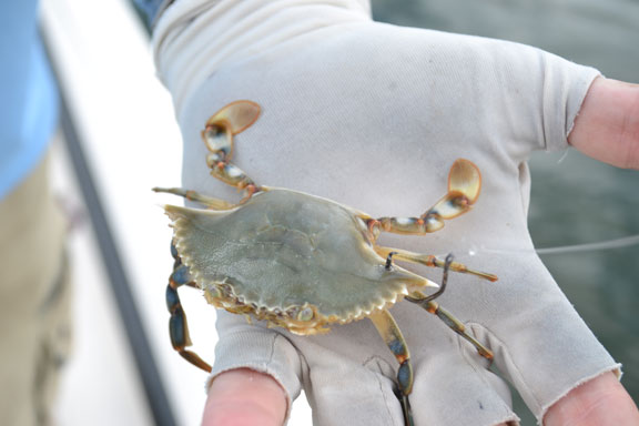 Crab